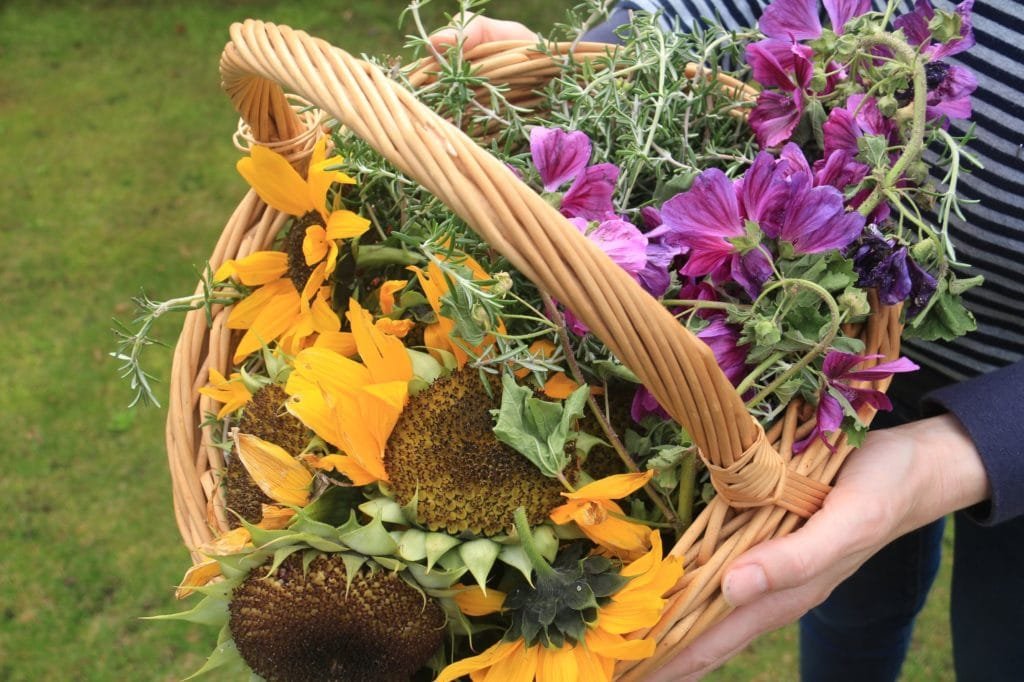 basket full of garden plants for natural dyeing