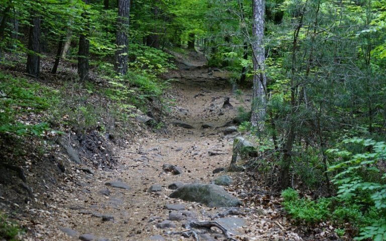 pathway through the woods in spring